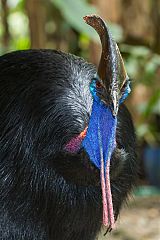 Southern Cassowary