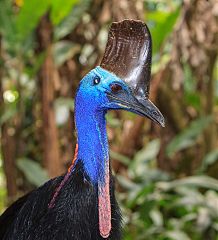 Southern Cassowary