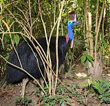 Southern Cassowary