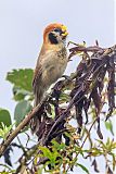 Spot-breasted Parrotbill