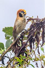 Spot-breasted Parrotbill