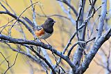 Spotted Towheeborder=