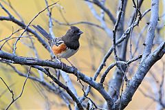 Spotted Towhee