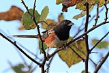 Spotted Towheeborder=