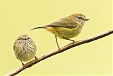 Striated Thornbillborder=