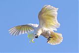 Sulphur-crested Cockatooborder=