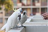 Sulphur-crested Cockatooborder=