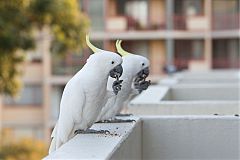 Sulphur-crested Cockatoo