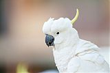 Sulphur-crested Cockatooborder=