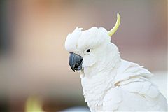 Sulphur-crested Cockatoo