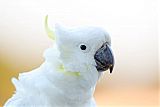 Sulphur-crested Cockatooborder=