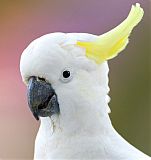 Sulphur-crested Cockatooborder=