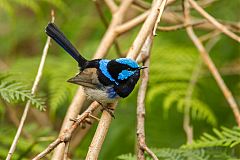 Superb Fairywren