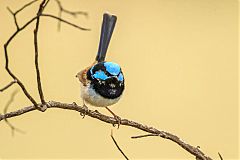 Superb Fairywren