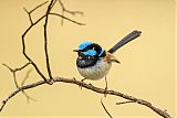 Superb Fairywren