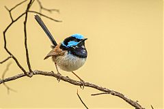 Superb Fairywren