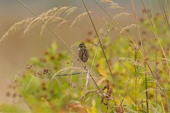 Swamp Sparrow