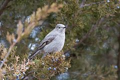 Townsend's Solitaire