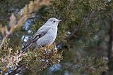 Townsend's Solitaire