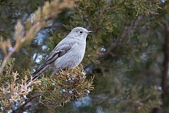 Townsend's Solitaire