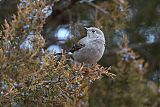 Townsend's Solitaire