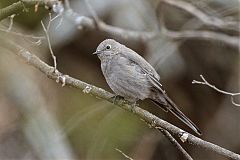 Townsend's Solitaire