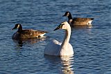 Trumpeter Swan