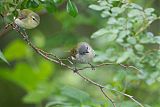 Tennessee Warbler