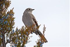 Townsend's Solitaire