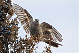 Townsend's Solitaire