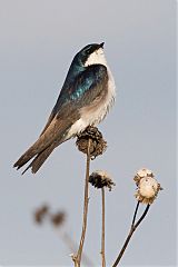 Tree Swallow