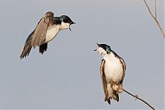 Tree Swallow