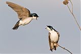 Tree Swallow