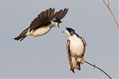 Tree Swallow