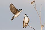 Tree Swallow