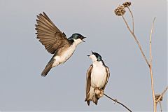 Tree Swallow