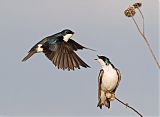 Tree Swallow