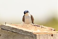 Tree Swallow