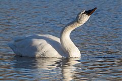 Trumpeter Swan