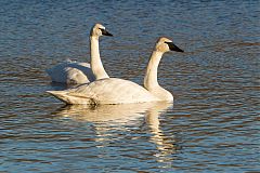 Trumpeter Swan