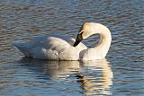 Trumpeter Swan