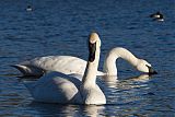 Trumpeter Swan