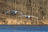 Trumpeter Swan