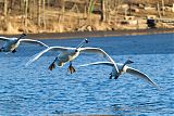 Trumpeter Swan