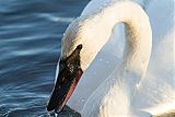 Trumpeter Swan