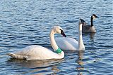 Trumpeter Swan