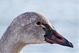 Trumpeter Swan