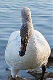 Trumpeter Swan