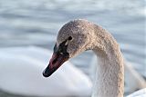 Trumpeter Swan