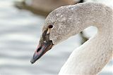 Trumpeter Swan